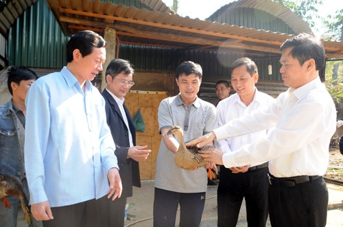 Đưa vịt trời lên... núi thuần hóa ảnh 1