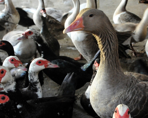 Đưa vịt trời lên... núi thuần hóa ảnh 2