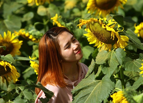Thật khó cưỡng được vẻ đẹp của cánh đồng rực rỡ này Thật khó cưỡng được vẻ đẹp của cánh đồng rực rỡ này