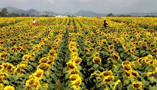 Cánh đồng hoa đang kỳ nở rộ, thời kỳ đẹp nhất của loài hoa hướng dương khi tỏa ra một vàng rực rỡ. Cánh đồng hoa đang kỳ nở rộ, thời kỳ đẹp nhất của loài hoa hướng dương khi tỏa ra một vàng rực rỡ.