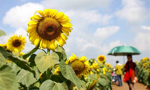Những cánh hoa với màu vàng khoe sắc thắm đang vươn về hướng mặt trời. Những cánh hoa với màu vàng khoe sắc thắm đang vươn về hướng mặt trời.