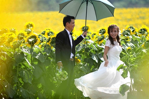 Một cặp đôi đang chụp ảnh cưới trên cánh đồng hướng dương Một cặp đôi đang chụp ảnh cưới trên cánh đồng hướng dương