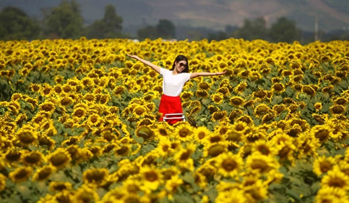 Đến với cánh đồng hoa hướng dương, ai cũng muốn lựa chọn cho mình góc độ tốt để lưu lại khoảnh khắc đẹp nhất bên loài hoa “mặt trời”. Đến với cánh đồng hoa hướng dương, ai cũng muốn lựa chọn cho mình góc độ tốt để lưu lại khoảnh khắc đẹp nhất bên loài hoa “mặt trời”.