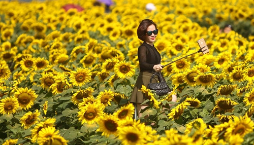 Đến với cánh đồng hoa hướng dương, ai cũng muốn lựa chọn cho mình góc độ tốt để lưu lại khoảnh khắc đẹp nhất bên loài hoa “mặt trời”. Đến với cánh đồng hoa hướng dương, ai cũng muốn lựa chọn cho mình góc độ tốt để lưu lại khoảnh khắc đẹp nhất bên loài hoa “mặt trời”.