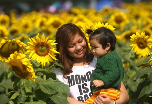 Hai mẹ con chụp ảnh trong màu hoa vàng rực rỡ Hai mẹ con chụp ảnh trong màu hoa vàng rực rỡ