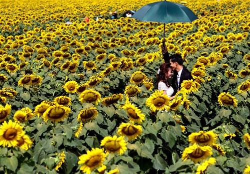 Cánh đồng hoa hướng dương trở thành điểm đến lý tưởng của các cặp đôi. Cánh đồng hoa hướng dương trở thành điểm đến lý tưởng của các cặp đôi.