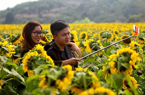 Cánh đồng hoa hướng dương trở thành điểm đến lý tưởng của các cặp đôi. Cánh đồng hoa hướng dương trở thành điểm đến lý tưởng của các cặp đôi.