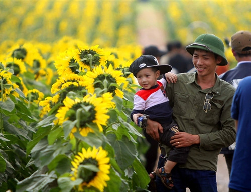 Những cánh hoa với màu vàng khoe sắc vươn về hướng mặt trời đã thật sự thỏa sức khám phá, lay động mọi du khách. Những cánh hoa với màu vàng khoe sắc vươn về hướng mặt trời đã thật sự thỏa sức khám phá, lay động mọi du khách.