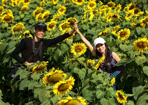 Cánh đồng hoa hướng dương trở thành điểm đến lý tưởng của các cặp đôi. Cánh đồng hoa hướng dương trở thành điểm đến lý tưởng của các cặp đôi.