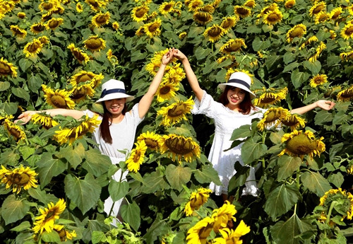 Đông đảo người dân và du khách ai cũng muốn ít nhất một lần được tới đây để chiêm ngưỡng, hòa mình và lưu giữ những khoảnh khắc đẹp nhất trong không gian rực rỡ, ngập tràn sắc vàng của hoa “mặt trời”. Đông đảo người dân và du khách ai cũng muốn ít nhất một lần được tới đây để chiêm ngưỡng, hòa mình và lưu giữ những khoảnh khắc đẹp nhất trong không gian rực rỡ, ngập tràn sắc vàng của hoa “mặt trời”.