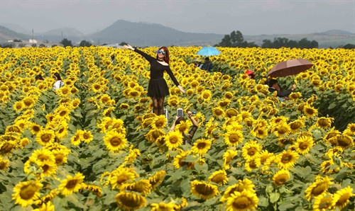 Cánh đồng hoa đang kỳ nở rộ, thời kỳ đẹp nhất của loài hoa hướng dương khi tỏa ra một vàng rực rỡ. Cánh đồng hoa đang kỳ nở rộ, thời kỳ đẹp nhất của loài hoa hướng dương khi tỏa ra một vàng rực rỡ.