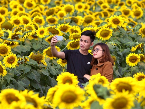 Cánh đồng hoa hướng dương trở thành điểm đến lý tưởng của các cặp đôi. Cánh đồng hoa hướng dương trở thành điểm đến lý tưởng của các cặp đôi.