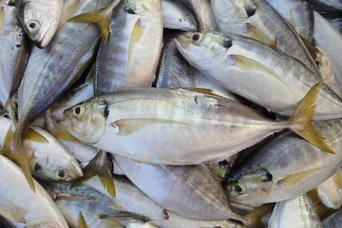 Khám phá về loài cá ngân có nhiều ở vịnh Bắc Bộ ảnh 4