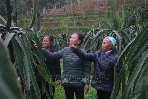 Bà Lý Mùi Nhậy, người có uy tín của xóm Thôm Sẳn, thị trấn Nguyên Bình, huyện Nguyên Bình, tỉnh Cao Bằng tích cực vận động các hộ dân xây dựng các mô hình trồng cây thanh long để phát triển kinh tế. Ảnh: Chu Hiệu - TTXVN Bà Lý Mùi Nhậy, người có uy tín của xóm Thôm Sẳn, thị trấn Nguyên Bình, huyện Nguyên Bình, tỉnh Cao Bằng tích cực vận động các hộ dân xây dựng các mô hình trồng cây thanh long để phát triển kinh tế. Ảnh: Chu Hiệu - TTXVN