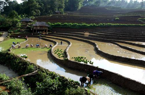 Người dân lấy nước vào ruộng chuẩn bị cho vụ lúa mới tại xã Tả Lèng, huyện Tam Đường tỉnh Lai Châu. Ảnh: Quý Trung - TTXVN Để có những thửa ruộng bậc thang chạy dài uốn quanh sườn núi là công sức của bao đời của nhân dân các vùng núi cao. Ảnh: Quý Trung - TTXVN Người dân tập trung cấy trên những cánh đồng đã đầy no nước trời tại xã Tả Lèng huyện Tam Đường tỉnh Lai Châu. Ảnh: Quý Trung - TTXVN Nhiều hộ dân có điều kiện đầu tư máy cầy để phục vụ cho một vụ mùa mới. Ảnh: Quý Trung - TTXVN Những cơn mưa lớn mang dòng nước nguồn từ trên các ngọn núi đổ xuống những ruộng bậc thang tạo thành những vệt màu đa sắc, càng làm sống động bức tranh bình dị của xã Tà Lèng, huyện Tam Đường tỉnh Lai Châu. Ảnh: Quý Trung - TTXVN Người dân lấy nước vào ruộng chuẩn bị cho vụ lúa mới tại xã Tả Lèng, huyện Tam Đường tỉnh Lai Châu. Ảnh: Quý Trung - TTXVN Để có những thửa ruộng bậc thang chạy dài uốn quanh sườn núi là công sức của bao đời của nhân dân các vùng núi cao. Ảnh: Quý Trung - TTXVN Người dân tập trung cấy trên những cánh đồng đã đầy no nước trời tại xã Tả Lèng huyện Tam Đường tỉnh Lai Châu. Ảnh: Quý Trung - TTXVN Nhiều hộ dân có điều kiện đầu tư máy cầy để phục vụ cho một vụ mùa mới. Ảnh: Quý Trung - TTXVN Những cơn mưa lớn mang dòng nước nguồn từ trên các ngọn núi đổ xuống những ruộng bậc thang tạo thành những vệt màu đa sắc, càng làm sống động bức tranh bình dị của xã Tà Lèng, huyện Tam Đường tỉnh Lai Châu. Ảnh: Quý Trung - TTXVN