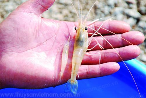 Ương tôm càng xanh bột lên tôm giống. Ảnh: thuysanvietnam.com.vn Ương tôm càng xanh bột lên tôm giống. Ảnh: thuysanvietnam.com.vn