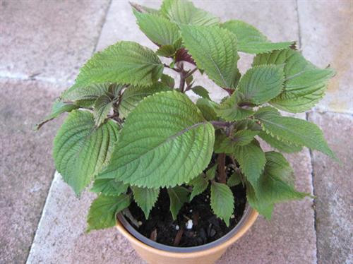 Trống cây trong chậu là kỹ thuật trông cây đơn giản, tiết kiệm cho các bà nội trợ. Theo vietq.vn Trống cây trong chậu là kỹ thuật trông cây đơn giản, tiết kiệm cho các bà nội trợ. Theo vietq.vn