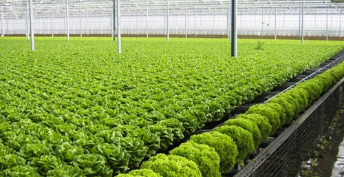 Ảnh minh họa - Nguồn ảnh: internet Ảnh minh họa - Nguồn ảnh: internet