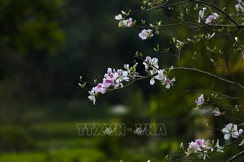 Hoa Ban bắt đầu nở vào khoảng cuối tháng 2 và kết thúc cuối tháng 4 hàng năm. Ảnh: Phan Tuấn Anh - TTXVN Hoa Ban bắt đầu nở vào khoảng cuối tháng 2 và kết thúc cuối tháng 4 hàng năm. Ảnh: Phan Tuấn Anh - TTXVN
