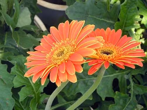 Hoa đồng tiền được nhiều người ưa chuộng. Ảnh: nuibavi.com Hoa đồng tiền được nhiều người ưa chuộng. Ảnh: nuibavi.com