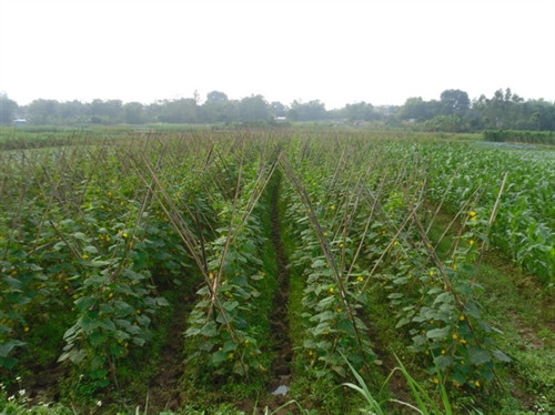 Ảnh minh họa. Nguồn ảnh: hoinongdan.org.vn Ảnh minh họa. Nguồn ảnh: hoinongdan.org.vn