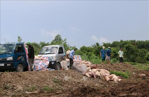 Đồng Tháp dốc sức dập dịch tả lợn Châu Phi. Ảnh: Phan Thị Ngọc Chương Đài - TTXVN Đồng Tháp dốc sức dập dịch tả lợn Châu Phi. Ảnh: Phan Thị Ngọc Chương Đài - TTXVN