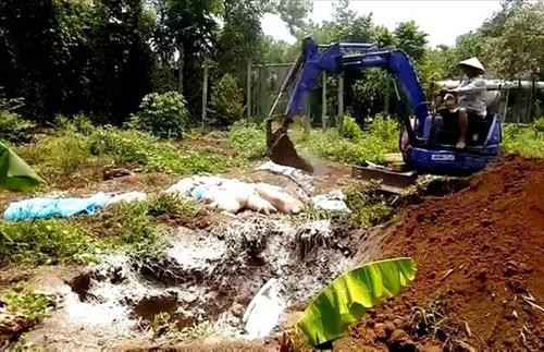 Chôn lấp xác lợn chết do nhiễm dịch bệnh tả lợn châu Phi. Ảnh: Dương Chí Tưởng-TTXVN Chôn lấp xác lợn chết do nhiễm dịch bệnh tả lợn châu Phi. Ảnh: Dương Chí Tưởng-TTXVN