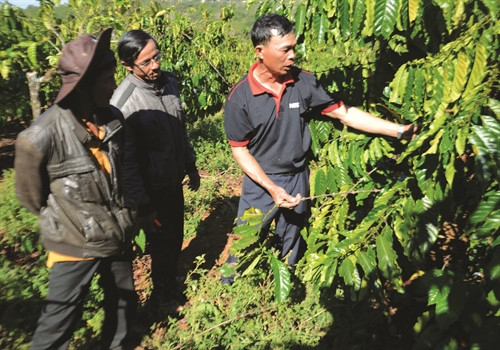 Hướng dẫn đồng bào kỹ thuật tỉa cành, tạo tán cho cây cà phê