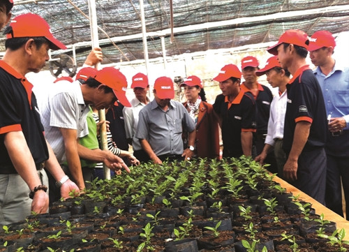 Hướng dẫn đồng bào quy trình ươm cà phê giống