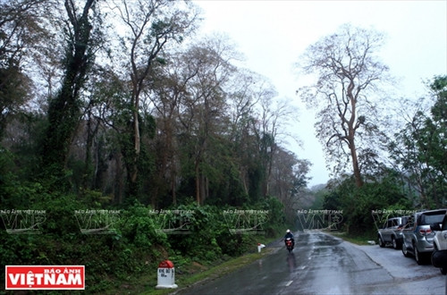 Khu rừng săng lẻ cổ thụ có diện tích hơn 70 ha, thuộc Vườn quốc gia Pù Mát.Thời điểm thích hợp để khám phá vẻ đẹp cánh rừng săng lẻ thường vào mùa Hè và mùa Thu. Hai nữ du khách Pháp biết đến Vườn quốc gia Pù Mát qua internetvà họ tự lên kế hoạch sang Việt Nam để khám phá vẻ đẹp núi rừng nơi đây. Thác Khe Kèm là điểm đến mà du khách không thể bỏ qua khi đến thăm Pù Mát. Theo thống kê của UBNDhuyện Con Cuông, trong năm 2016 có hơn 45.000 lượt du khách trong và ngoài nước đã ghé thăm nơi đây. Bia Ma Nhai (tên đầy đủ: Ma Nhai kỷ công bia văn) được khắc trực tiếp trên núi đá Thành Nam, xã Chi Khê,huyện Con Cuông (Nghệ An), ghi dấu chiến thắng quân Ai Lao của Thái thượng hoàng Trần Minh Tông (1300-1357).Văn bia này do Hoàng giáp Nguyễn Trung Ngạn (1289-1370) soạn thảo và cho khắc vào mùa Đông năm Ất Hợi (1335).Trải qua hơn 7 thế kỷ, những nét khắc trên núi đá vẫn trường tồn với thời gian. Du khách thích thú ghi lại hình ảnh nhũ đá có hình thù độc đáo bên cạnh bia Ma Nhai. Rừng nguyên sinh Pù Mát có hệ thực vật đa dạng, phong phú với gần 2.500 loài, thuộc 160 họ, trong đó có nhiều loài đặc hữu. Du khách đến thăm bản Xiềng (xã Môn Sơn, huyện Con Cuông) khám phá nghề dệt thổ cẩm của bà con dân tộc Thái. Du khách Brian Bean (Mỹ) thích thú tìm mua những sản phẩm thổ cẩm truyền thống của người Thái ở bản Xiềng. Những cô gái Thái ở bản Rạn (thị trấn Con Cuông) biểu diễn những điệu múa truyền thống phục vu du khách. Món tôm khe hấp là một trong những đặc sản nổi tiếng của sông Giăng. Món canh cá Mát sông Giăng ngon nổi tiếng ở vùng Con Cuông.