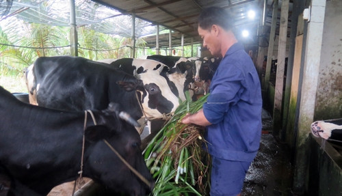 Cỏ voi - thức ăn hàng ngày của bò