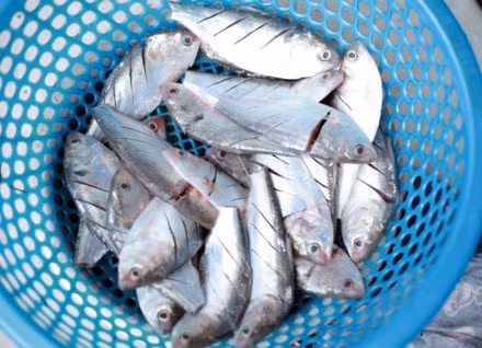 Cá mòi nướng lá bưởi đậm đà hồn quê sông Hồng ảnh 1 Cá mòi nướng lá bưởi đậm đà hồn quê sông Hồng ảnh 1