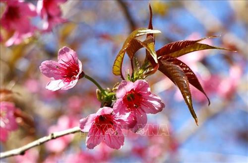 Hoa Tớ Dày thường nở vào cuối năm dương lịch trước hoa đào khoảng một tháng. Ảnh: Tuấn Anh - TTXVN Hoa Tớ Dày thường nở vào cuối năm dương lịch trước hoa đào khoảng một tháng. Ảnh: Tuấn Anh - TTXVN