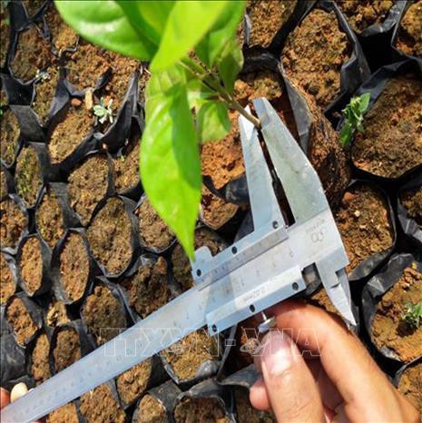 Nhân giống cây Giổi ăn hạt ăn hạt để phục vụ trồng rừng gỗ lớn. Ảnh: Nguyễn Đình Nam - TTXVN Nhân giống cây Giổi ăn hạt ăn hạt để phục vụ trồng rừng gỗ lớn. Ảnh: Nguyễn Đình Nam - TTXVN