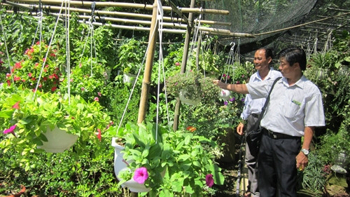 Khách hàng chọn hoa tại nhà vườn