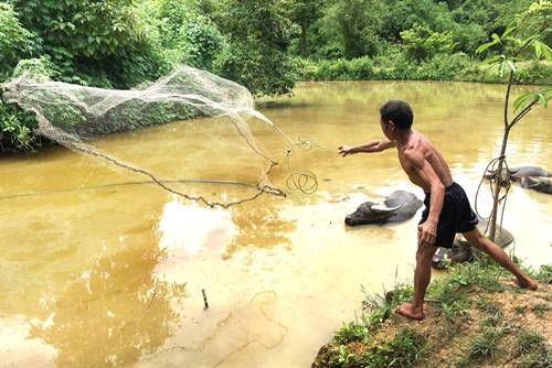 Ngoài ra, ông Lý Văn Tên còn đào ao nuôi thả cá trắm, rô phi, chép để tăng thêm thu nhập cho gia đình