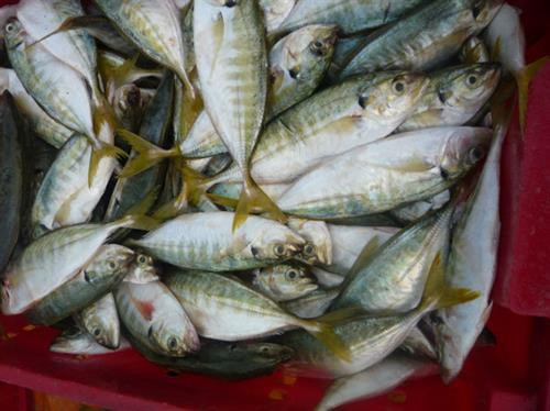 Khám phá về loài cá ngân có nhiều ở vịnh Bắc Bộ ảnh 5