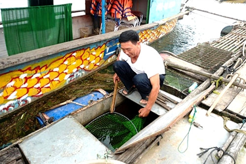 Mô hình nuôi cá chình trên sông Son của gia đình ông Nguyễn Văn Thái ở xã Sơn Trạch, huyện Bố Trạch là một ví dụ. Nhờ biết chăm sóc cá, đầu tư tiền vay 20 triệu đồng hiệu quả, cuộc sống của gia đình ông giờ khác xưa rất nhiều, thoát hẳn nghèo