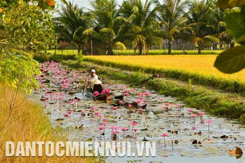 Mô hình tôm - lúa mang lại thu nhập khoảng 60 triệu đồng/ha cho các hộ nông dân ở vùng chuyển đổi sản xuất Bắc quốc lộ 1A thuộc tỉnh Bạc Liêu. Ảnh: Phan Thanh Cường