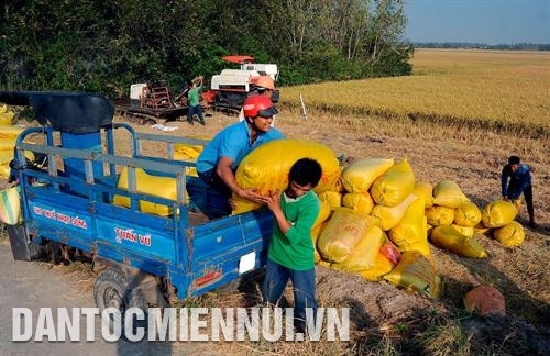Bà con Khmer thu hoạch lúa vào những ngày đầu năm mới tại xã Trung Bình, huyện Trần Đề (Sóc Trăng). Ảnh: An Hiếu