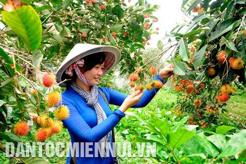 Du khách thích thú với những vườn chôm chôm trĩu quả, đặc trưng của vùng sông nước Nam Bộ tại Khu du lịch Mỹ Khánh thuộc huyện Phong Điền (thành phố Cần Thơ). Ảnh: An Hiếu