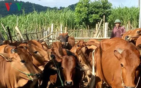 Đàn bò của ông Thị tăng nhanh số lượng cho thu nhập cao. Ảnh : vov.vn Đàn bò của ông Thị tăng nhanh số lượng cho thu nhập cao. Ảnh : vov.vn