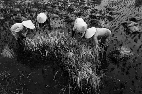 Đội nón lá trên đường về Lấy nón lá làm quạt Đội nón lá trên đường ra đồng Gánh hàng hoa Nón theo mẹ ra đồng Đội nón đi chợ Trên biển Đội nón lá cào don Nón lá trên đầu trong những mưu sinh thường nhật