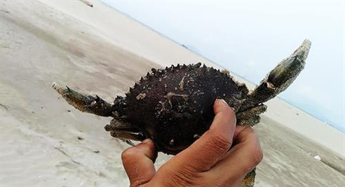 Cua bắt tại hồ nước giữa cồn cát. Ảnh: Minh Hải Cua bắt tại hồ nước giữa cồn cát. Ảnh: Minh Hải