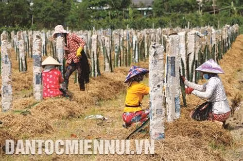 Nông dân huyện ven biển Gò Công Đông (Tiền Giang) phát triển cây thanh long trên vùng đất nhiễm mặn ven biển. Ảnh: Minh Trí - TTXVN