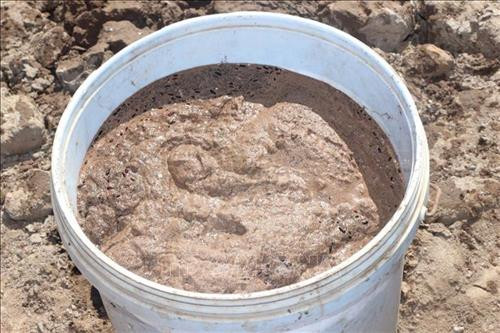 Trứng Artemia ngay khi được thu hoạch. Ảnh: Chanh Đa-TTXVN Trứng Artemia ngay khi được thu hoạch. Ảnh: Chanh Đa-TTXVN