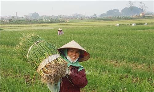 Nông dân xã Bình Dương (Vĩnh Tường, Vĩnh Phúc) trồng hành thơm. Ảnh: Nguyễn Trọng Lịch - TTXVN Nông dân xã Bình Dương (Vĩnh Tường, Vĩnh Phúc) trồng hành thơm. Ảnh: Nguyễn Trọng Lịch - TTXVN