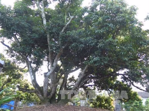 Cây vải Tổ tại thôn Thúy Lâm.