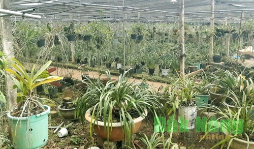 Nhiều cơ sở còn sưu tầm, trồng rất nhiều loại lan rừng vừa để kinh doanh, vừa là nơi để du khách tham quan