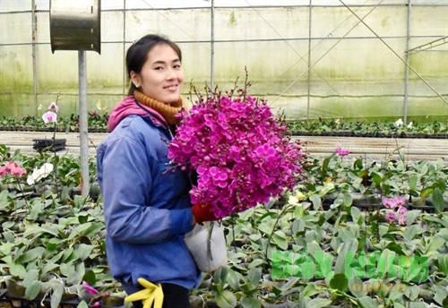 Công việc thu hoạch hoa lan chủ yếu làm bằng thủ công, từ chăm sóc, cắt cành hoa, thu gom về đóng hộp, sơ chế...